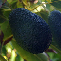 avocados on trees