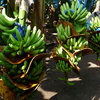 banana trees in Guatemala