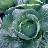 head of cabbage growing