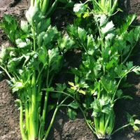 comparison of SumaGrow treated and untreated celery grown in California