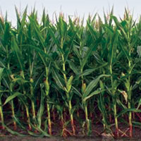 comparison of treated and untreated corn during drought