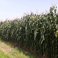 corn growing in Honduras