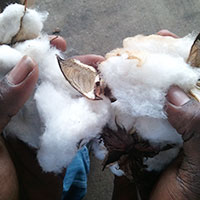cotton boll in mississippi