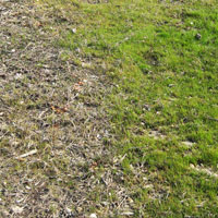 SumaGrow treated grass compared with untreated grass in new jersey