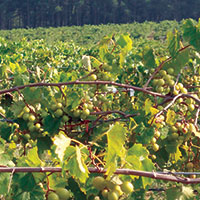 muscadines in Mississippi