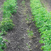 SumaGrow treated potato crop compared with non treated