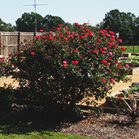 rose bushes in mississippi