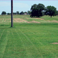 comparison of treated and untreated sod in texas