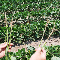 comparison of treated and untreated soybean roots