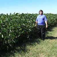 comparison of treated and untreated soybean fields