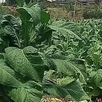 tobacco treated with SumaGrow compared with untreated