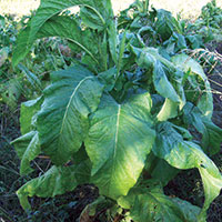 tobacco treated with SumaGrow