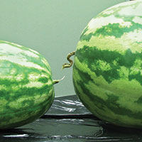comparison of SumaGrow treated watermelon vs untreated