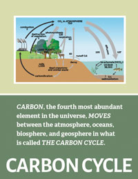 Carbon Cycle Infographic