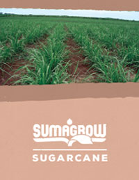 Sugarcane Product Info Packet